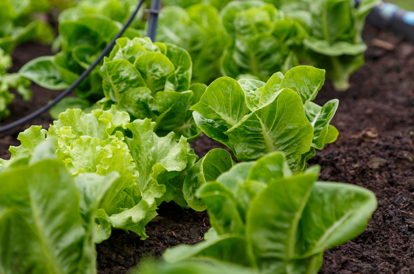 Fresh lettuce in a vegetable garden