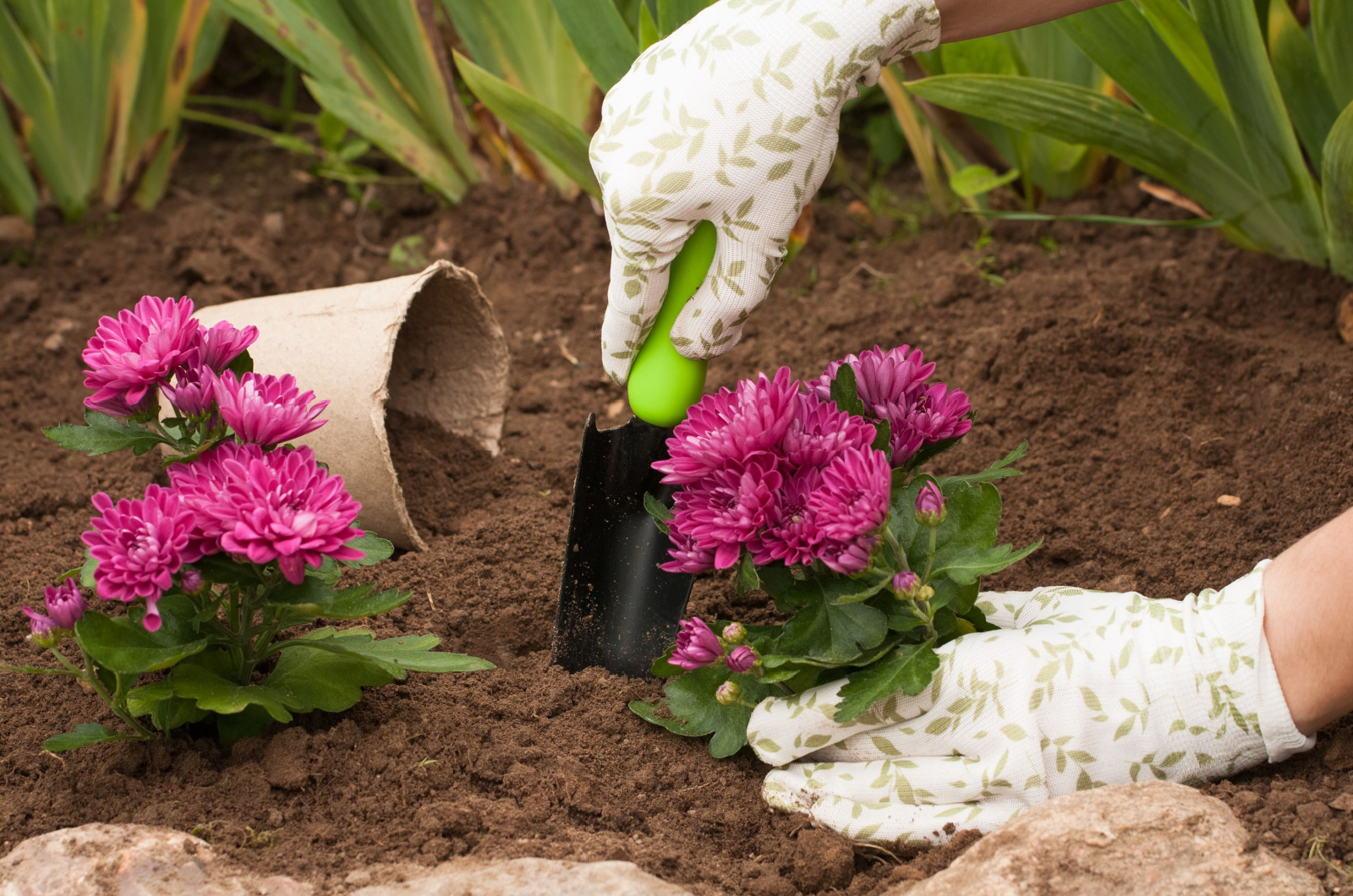 Gardener placing Chrysanthemum in soil