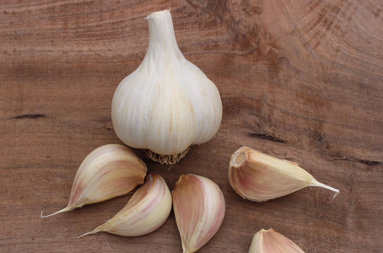 German White Garlic