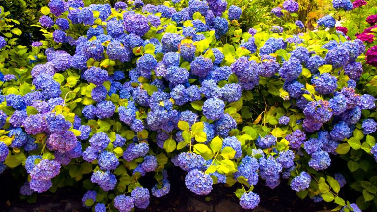 photo of hydrangea blossom