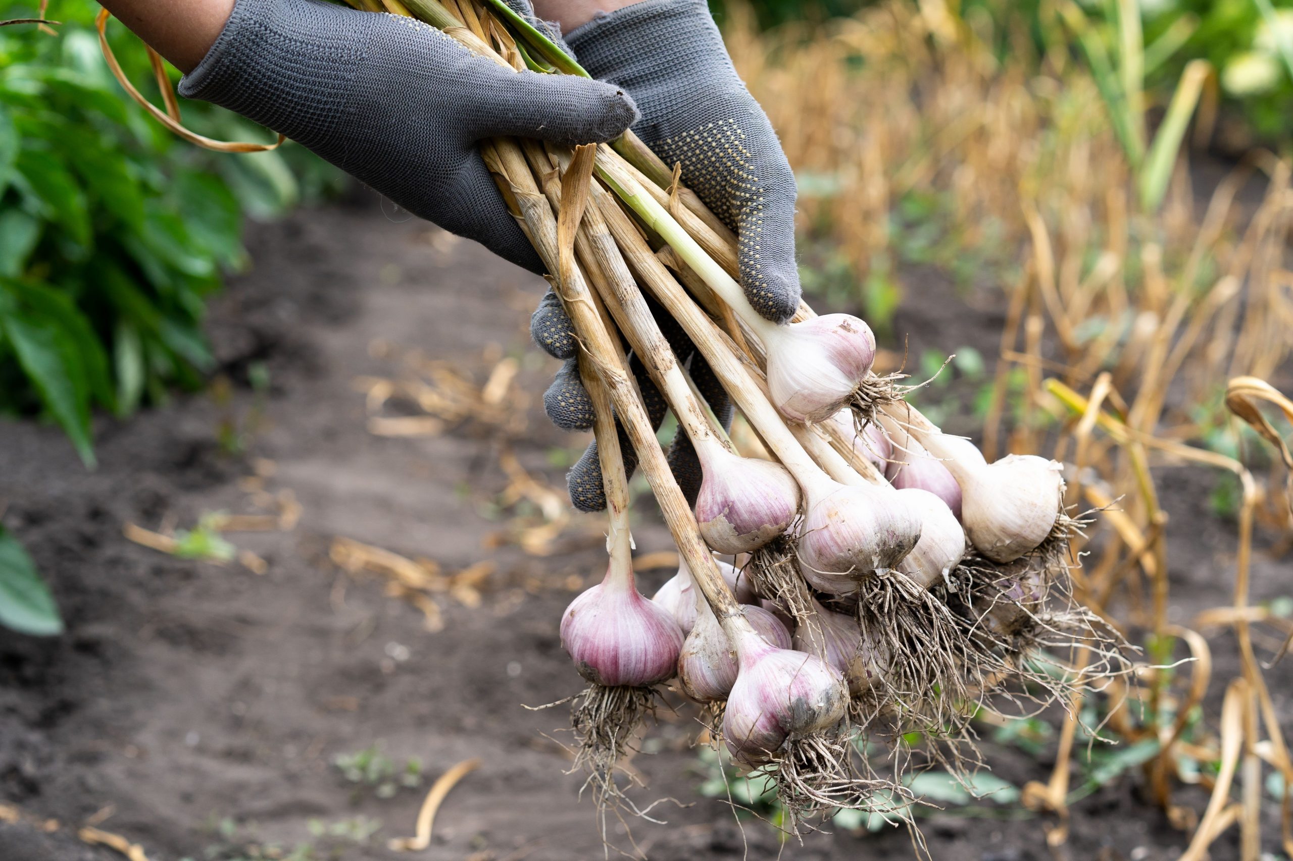 Harvesting the garlic