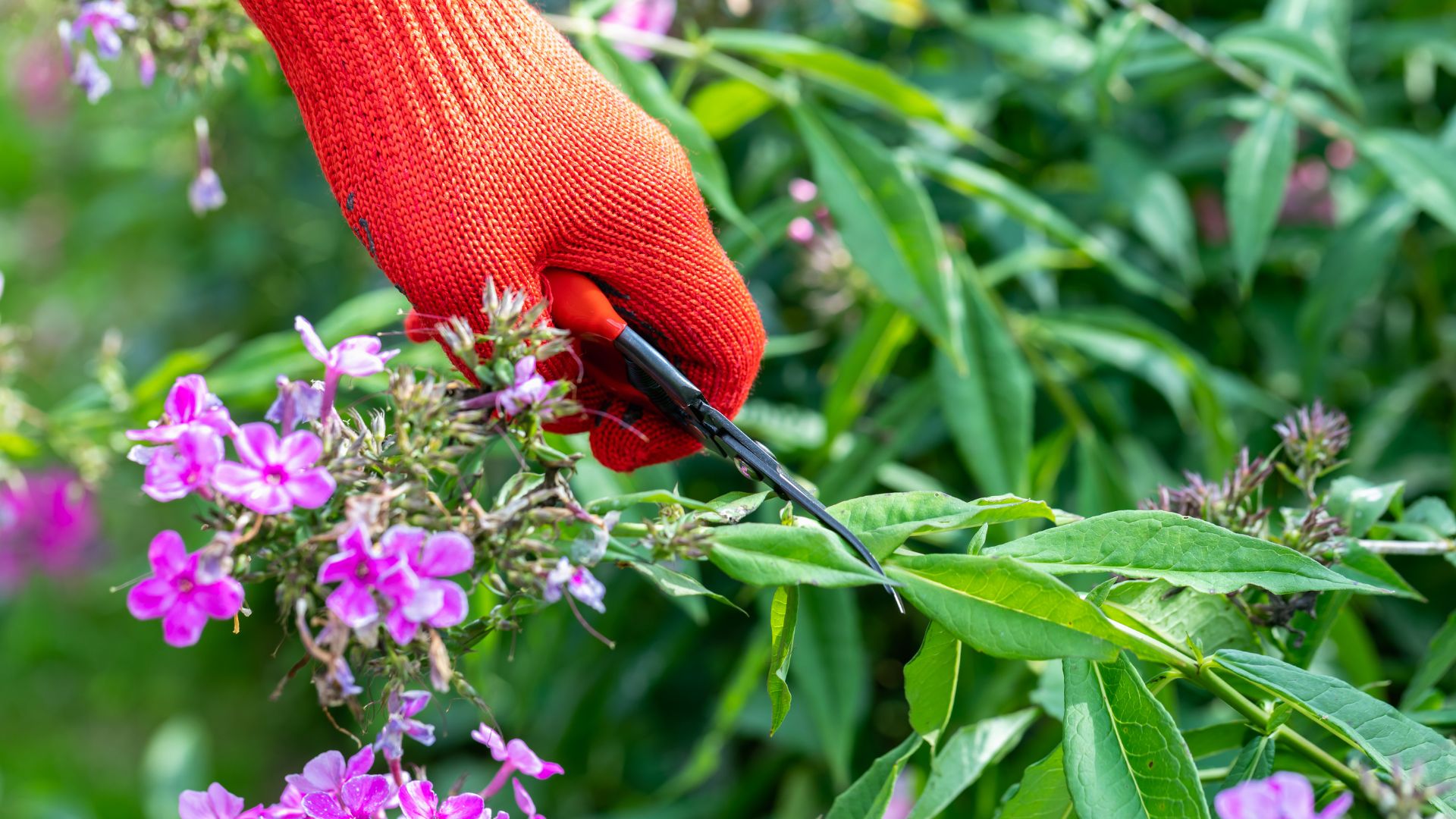 woman cutting Phlox