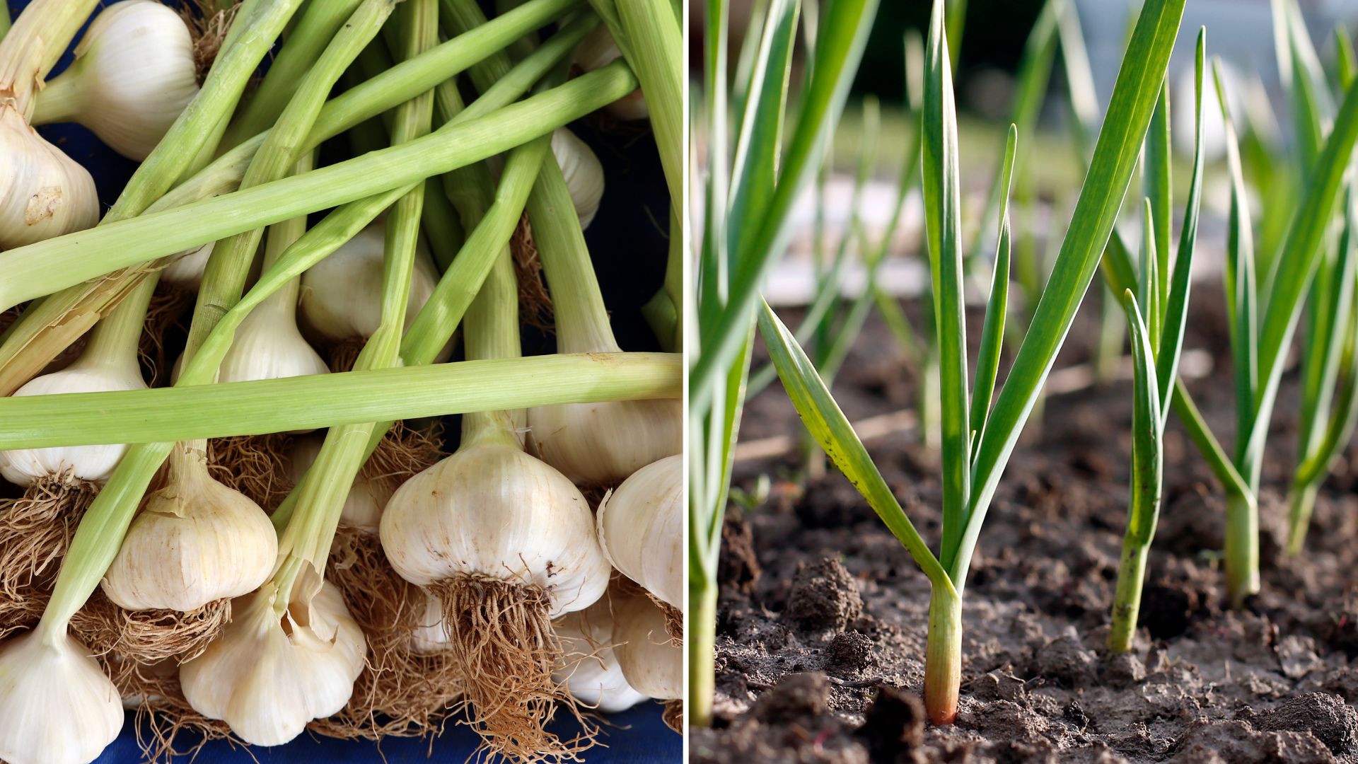 garlic growing in garden