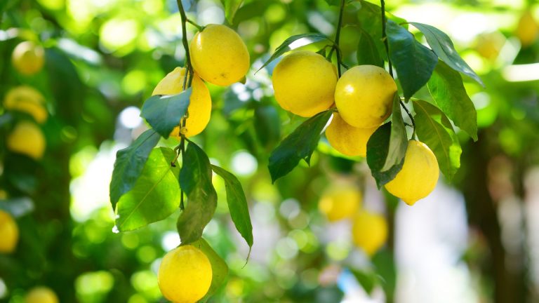 Here’s How To Grow Citrus All Year Long In Cold Climates