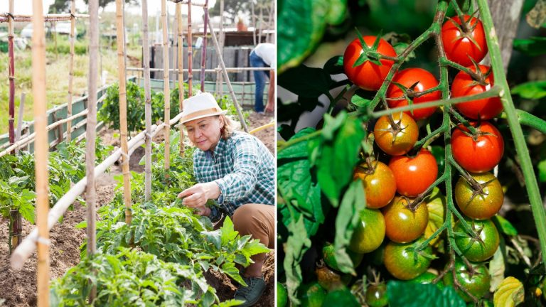 photo of tomatoes in garden
