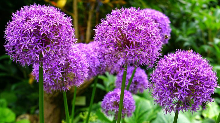 purple alliums