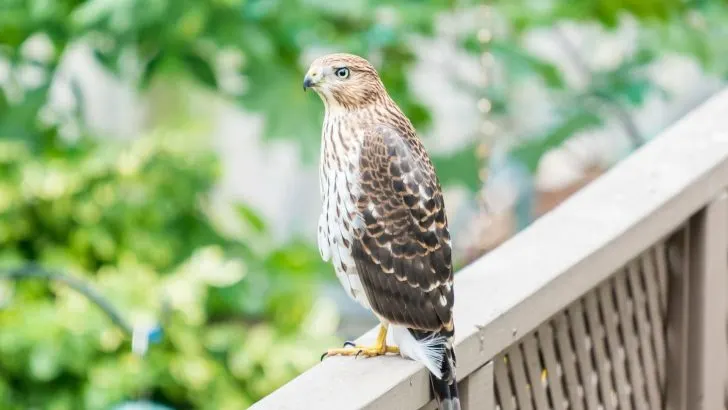 Here’s Why Having A Cooper’s Hawk In Your Yard Is Not Good 