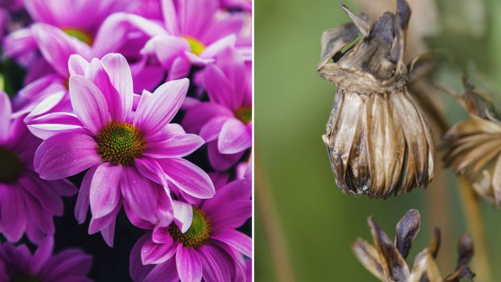 How And When To Harvest Dahlia Seeds