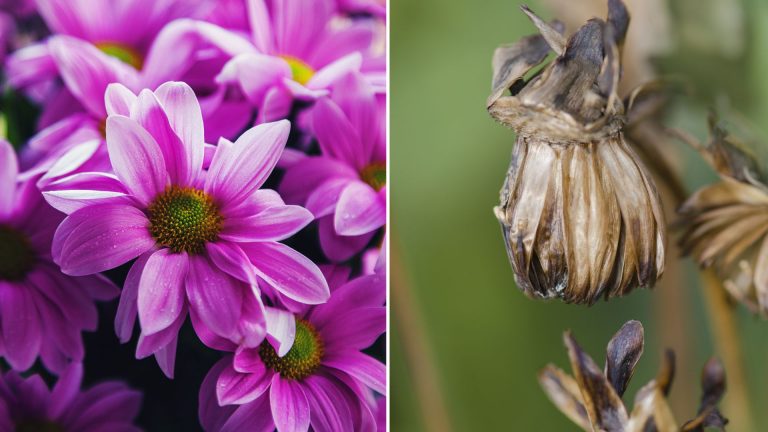 When And How You Should Harvest Dahlia Seeds For A Colorful Display Next Year