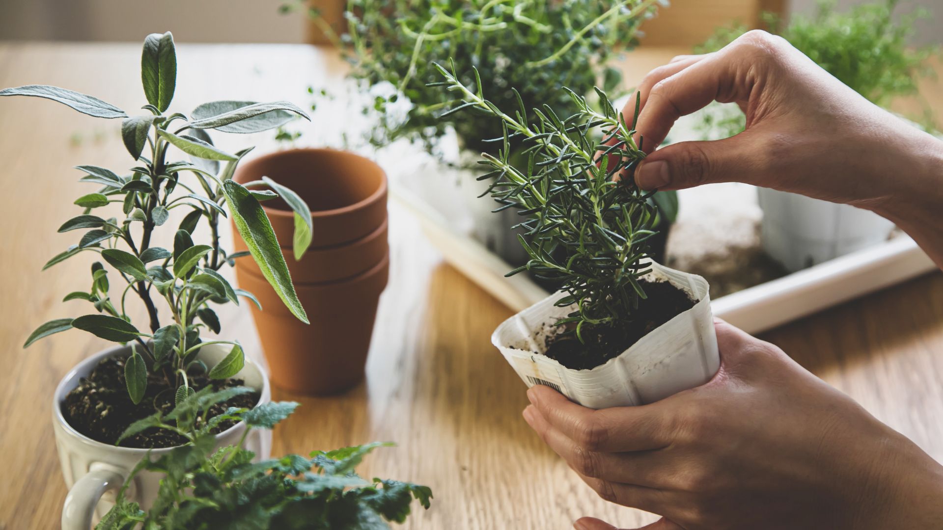 How To Grow An Indoor Garden During Winter