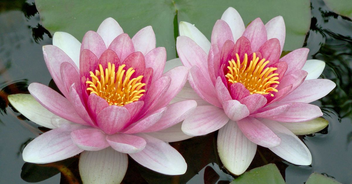 How To Grow Lotus Flowers