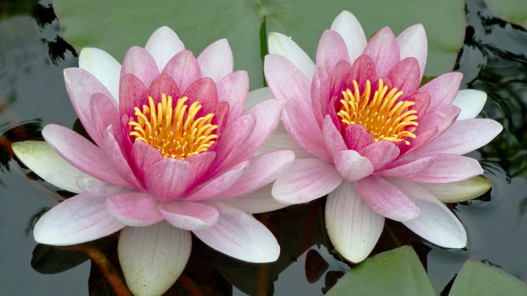 two lotus flowers