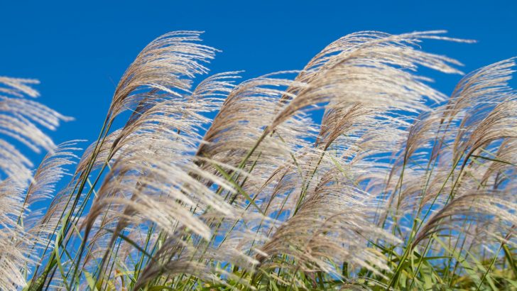How To Grow Reed Grass + The Best Varieties