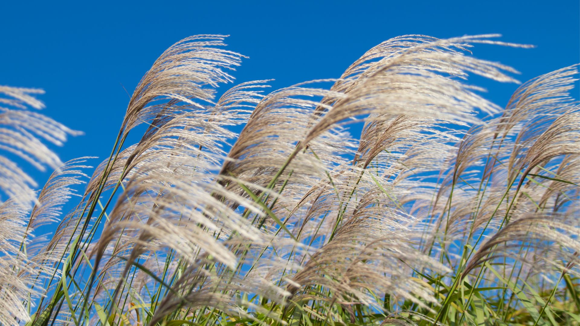 photo of reed grass