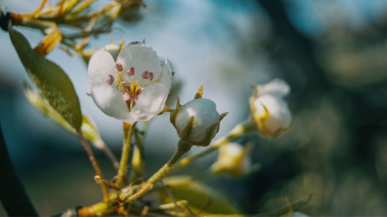 How To Grow The Rare Black Diamond Apple Tree