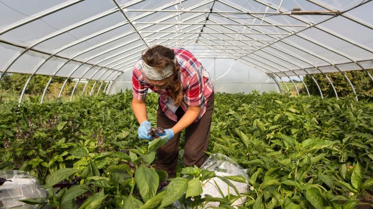 harvesting basil