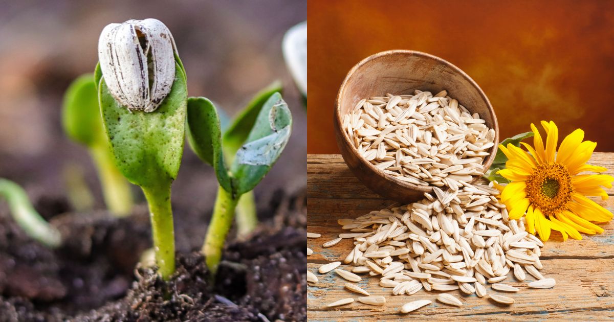 How To Harvest Sunflower Seeds After Blooming