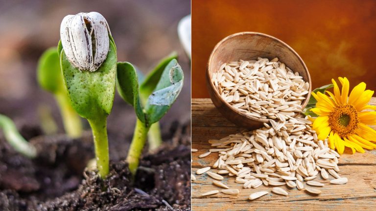 harvesting sunflower seeds