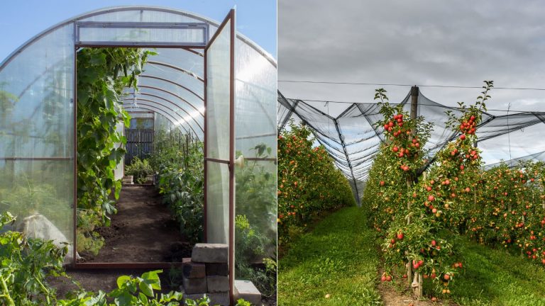 tips to protect your plants before a heavy storm hits