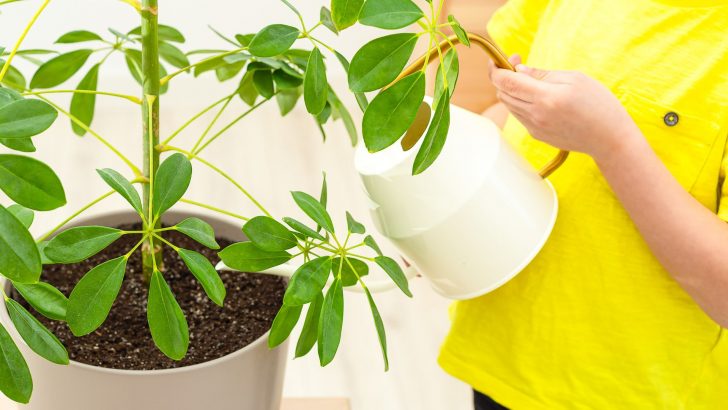 How To Propagate Schefflera aka The Umbrella Plant