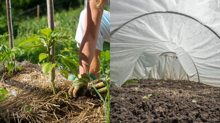 protection of plants from frost