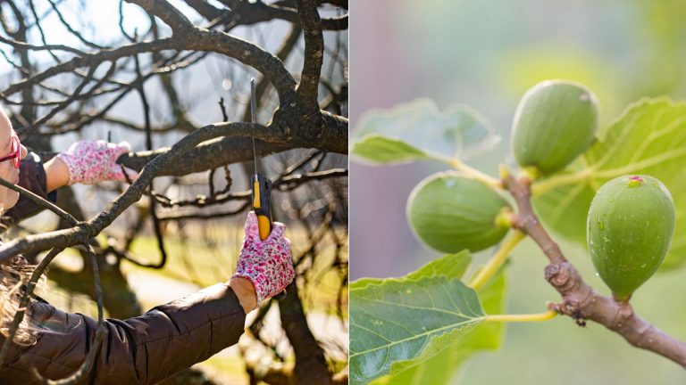 fig tree pruning