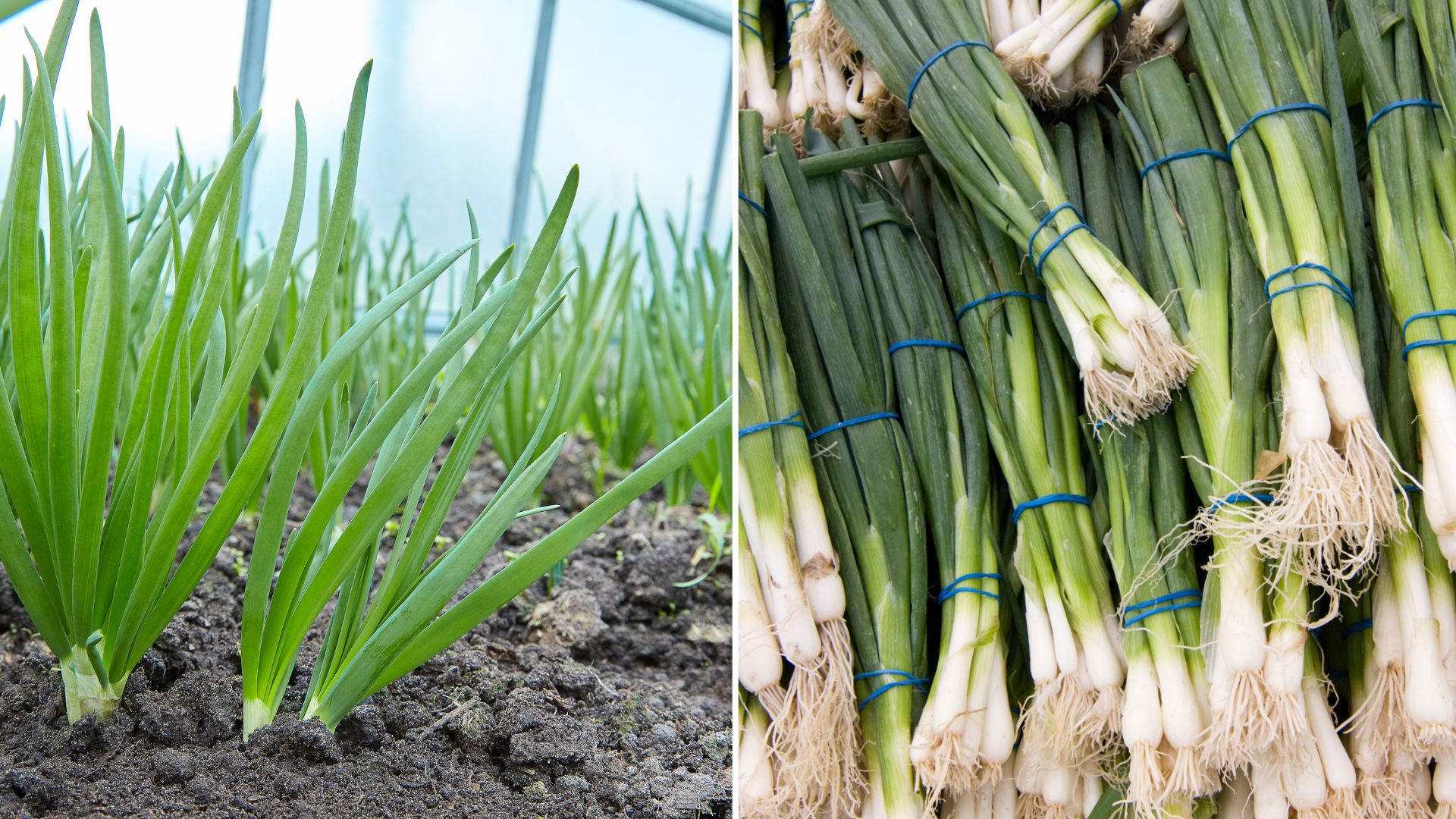 How To Store And Regrow Green Onions Properly