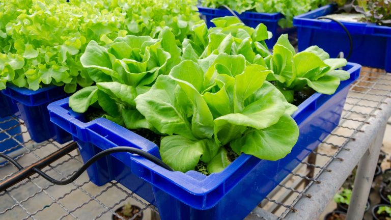 green vegetable in a blue container