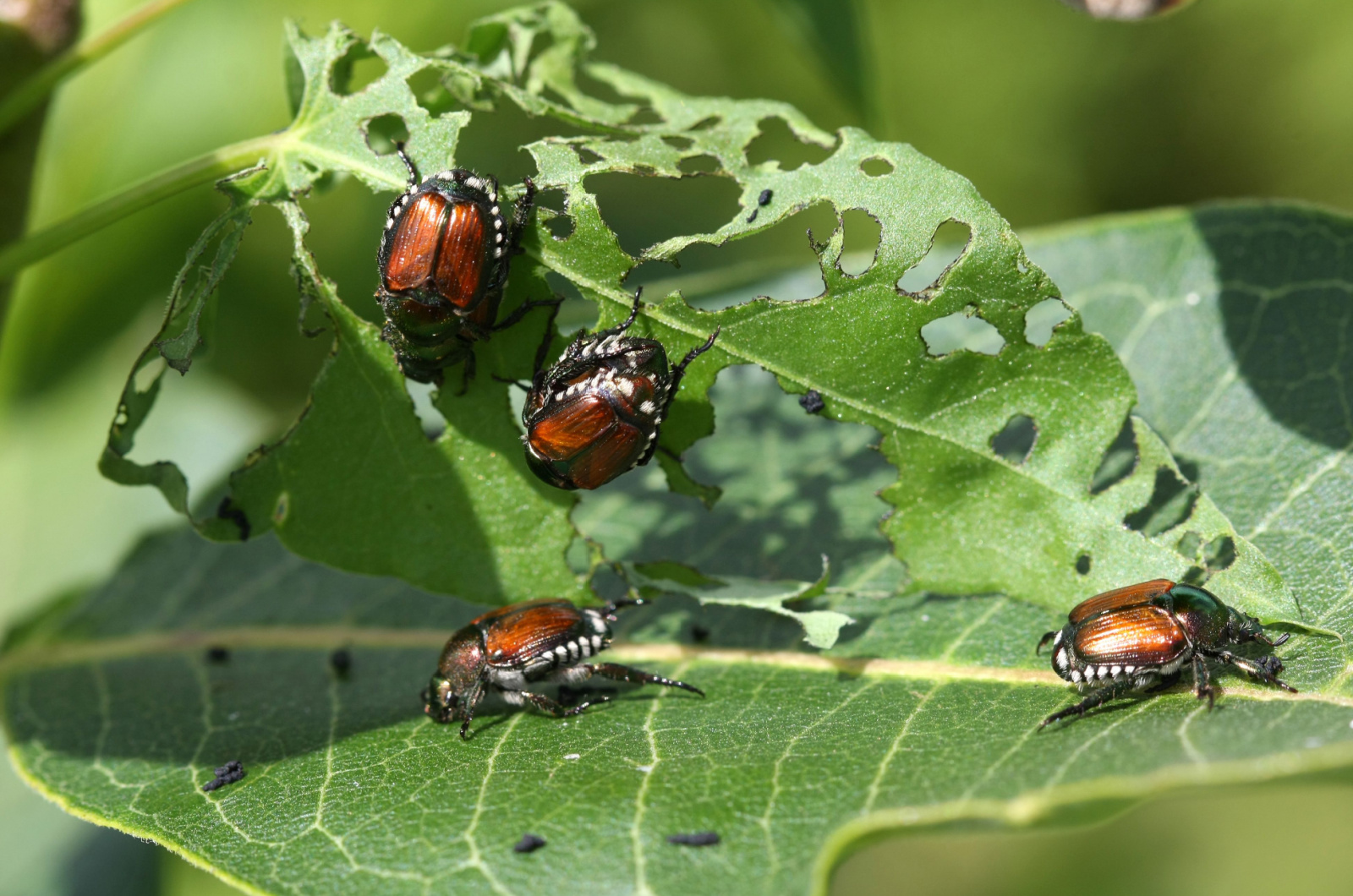 Japanese Beetle Pests on a leaf