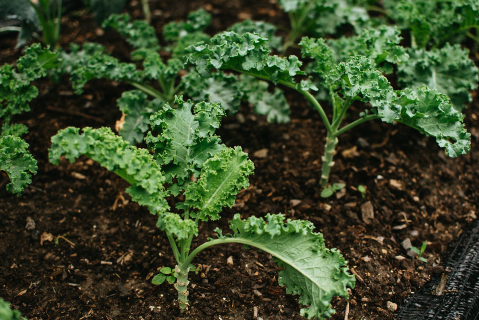 Kale planted in the garden