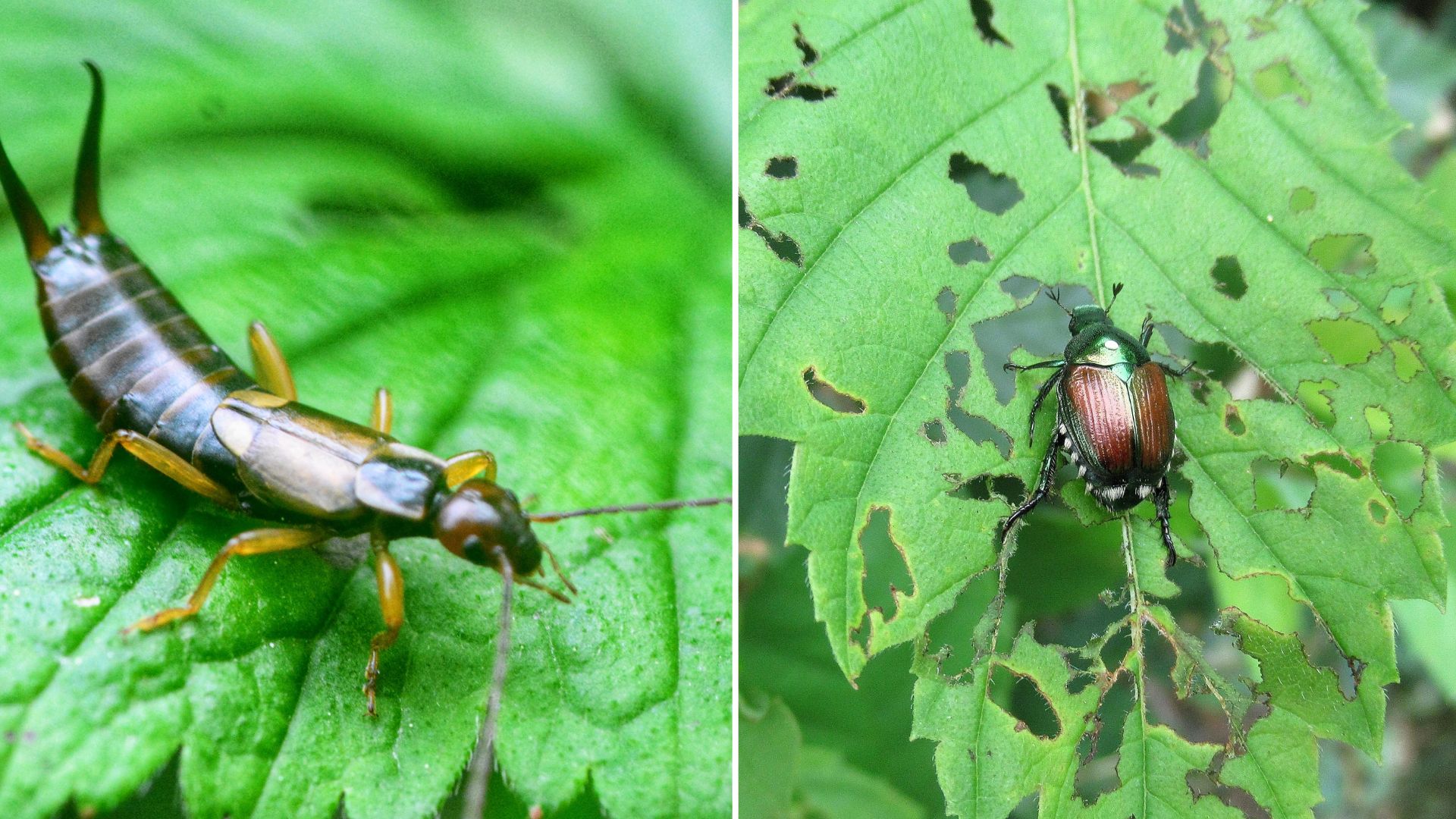 Keep Your Garden Safe By Getting Rid Of These 7 Pesky Pests