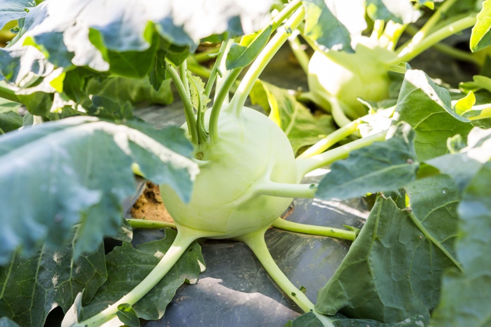 Kohlrabi