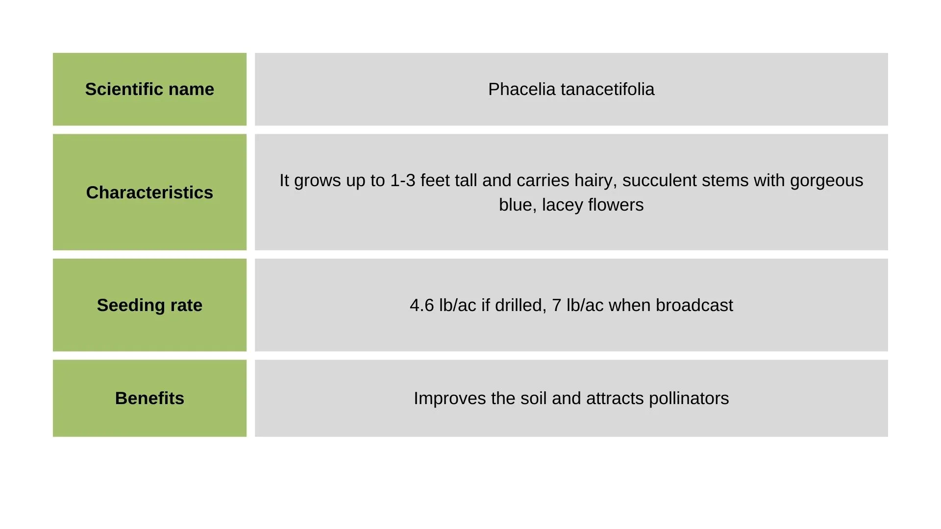 Lacy Phacelia info table