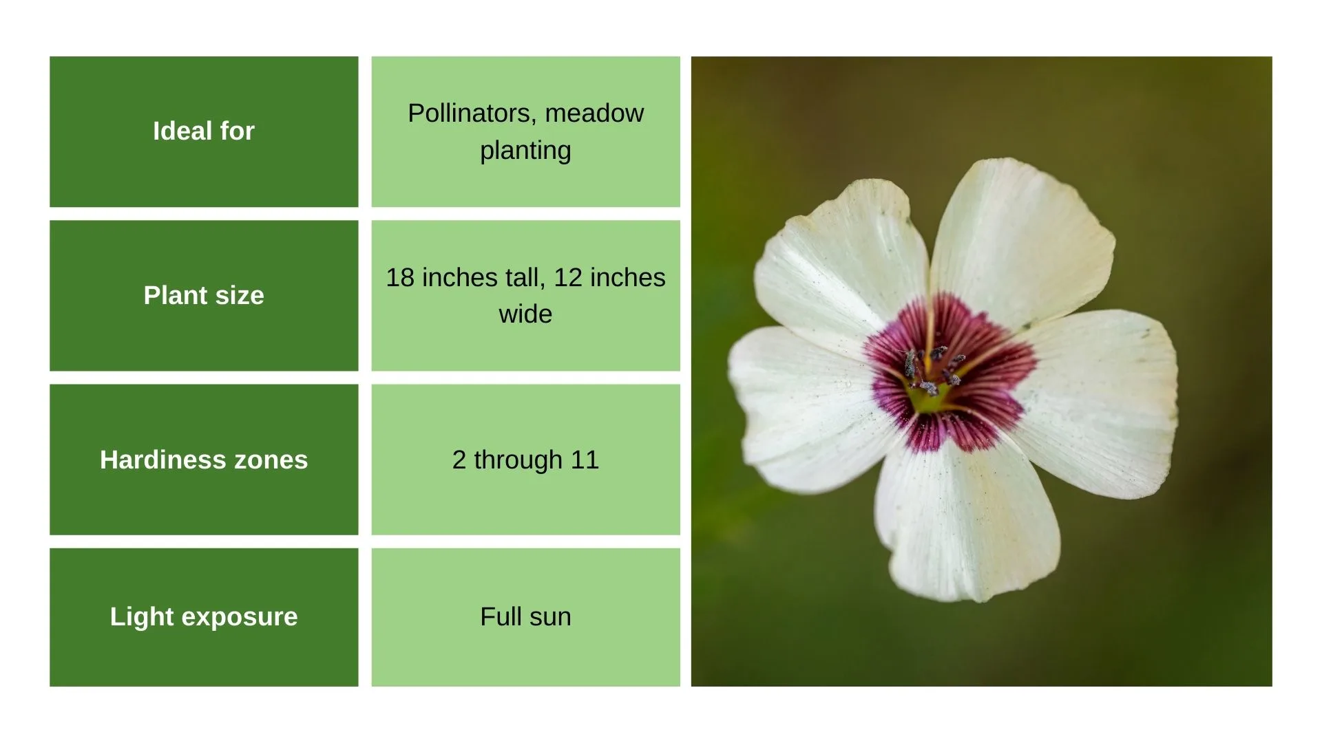 Linum Grandiflorum chart and flower photo