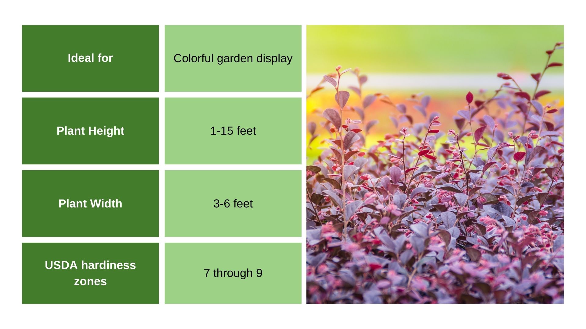 Loropetalum chart info