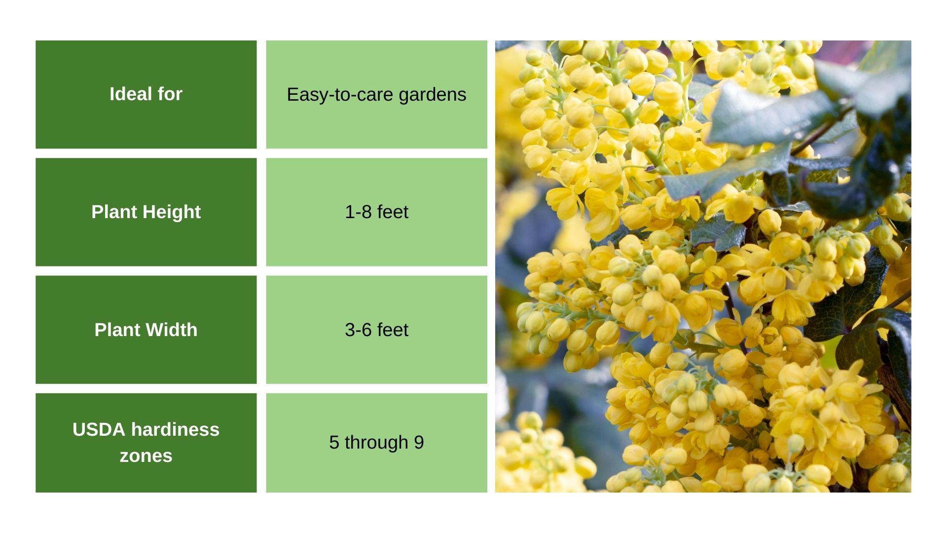 Mahonia info chart