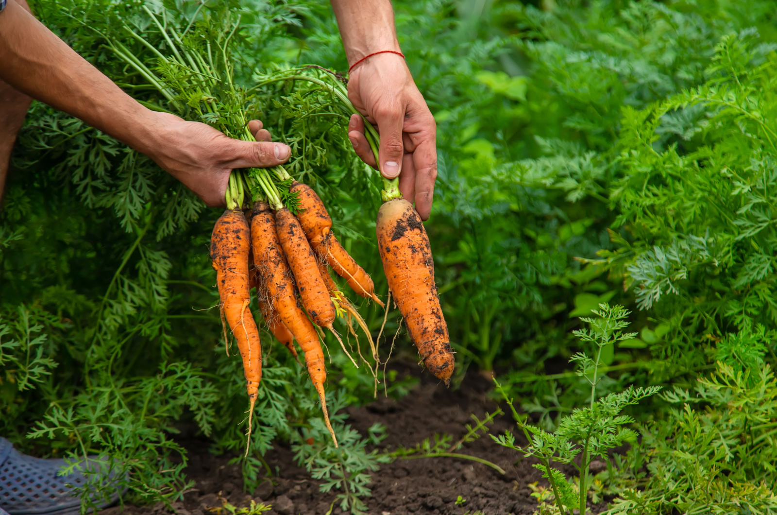 Male farmer harvesting carrots in the garden