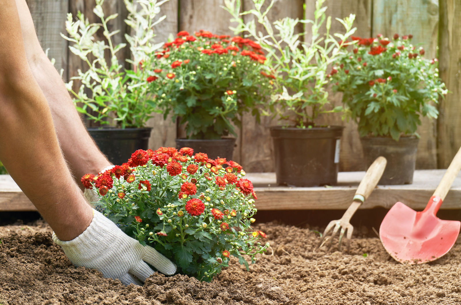 Male hands in protective gloves planting a bush of a red chrysanthemum