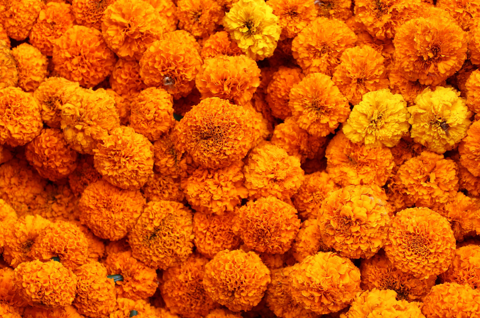 Mexican Marigolds