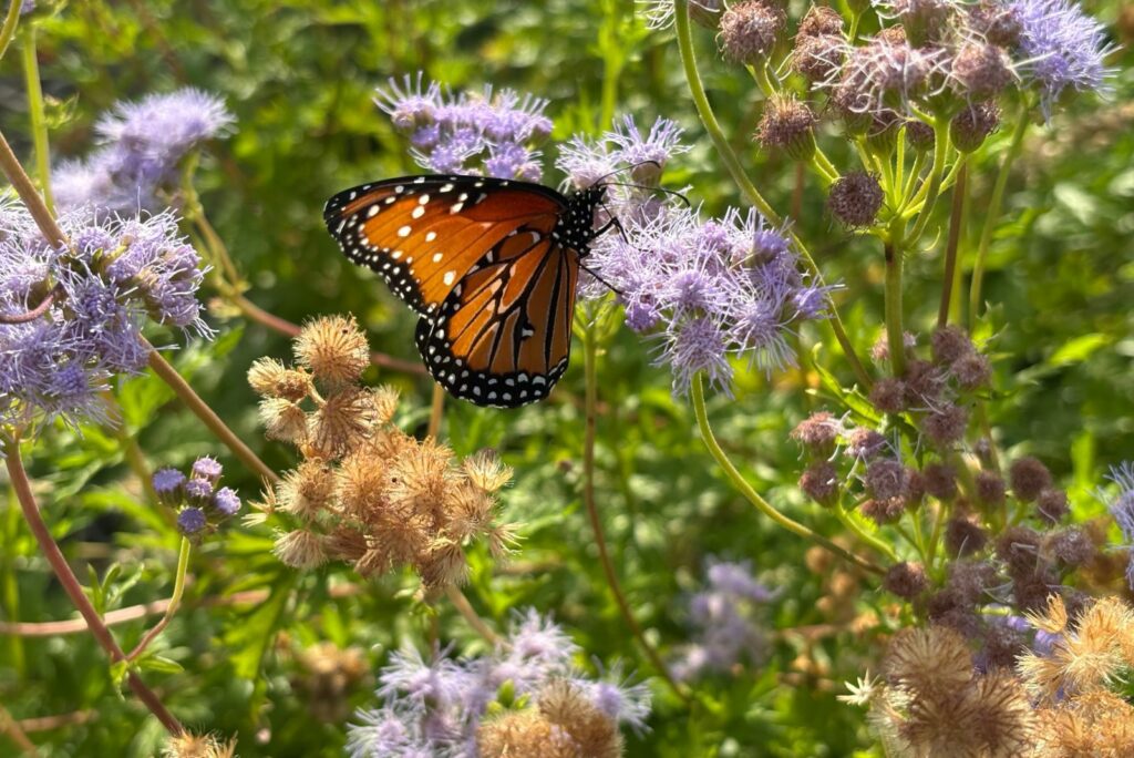 Monarch butterfly at native garden