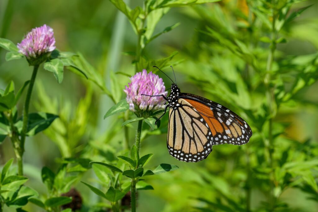 Monarch butterfly on clover flower 