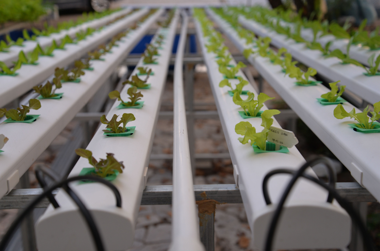 Multiple rows of Vegetables Grown in a Hydroponic Nutrient Film Technique