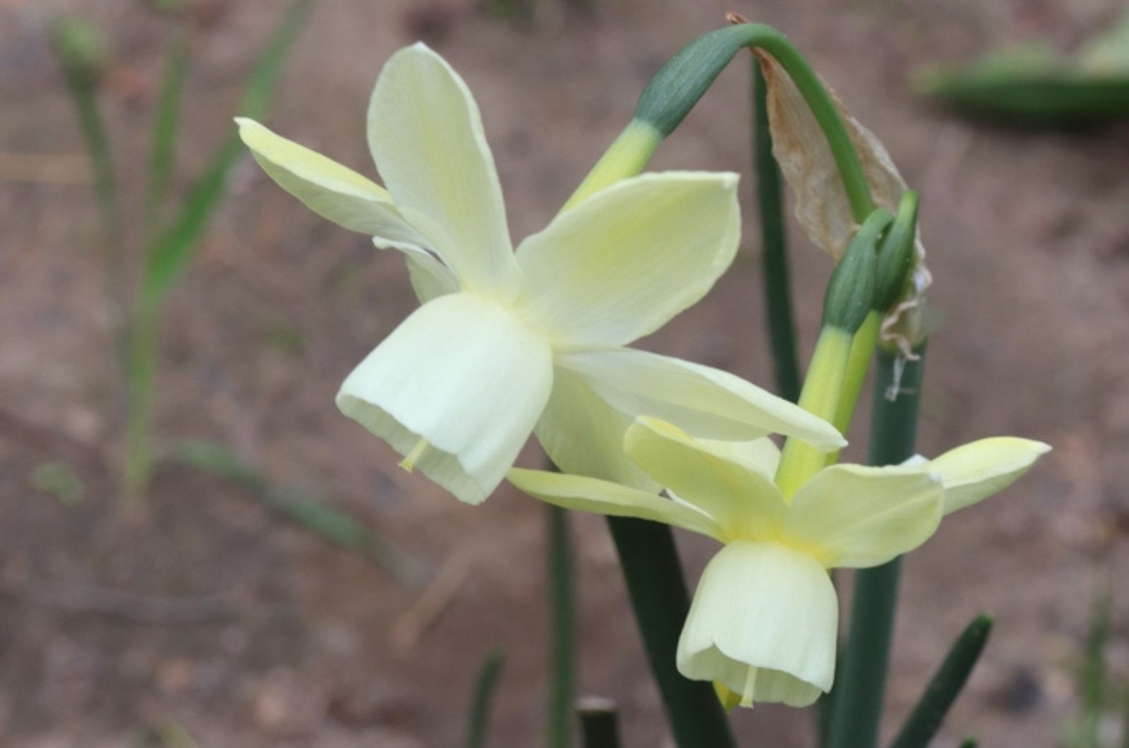 Narcissus ‘Moonlight Sensation’