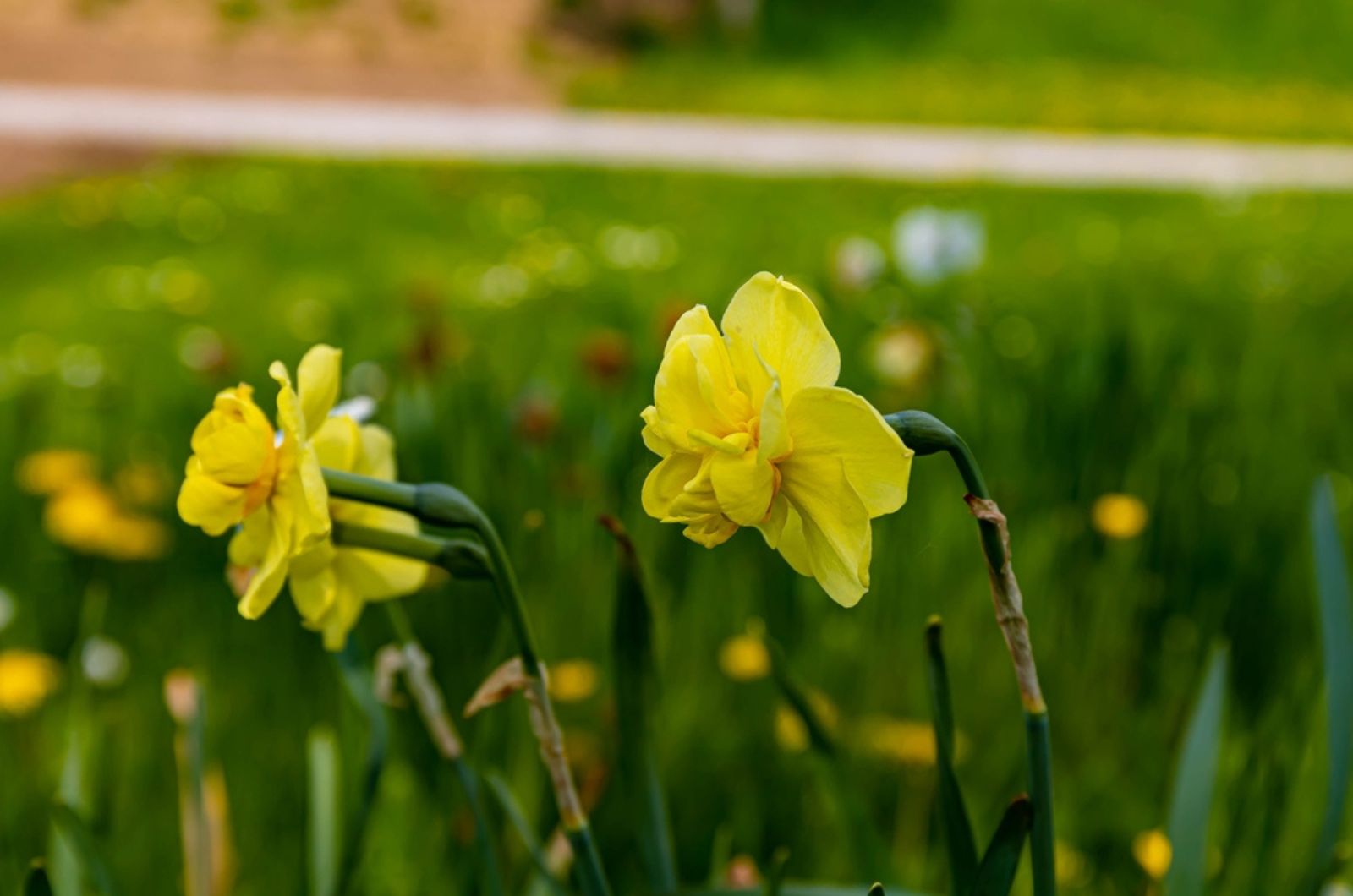 Narcissus ‘More and More’