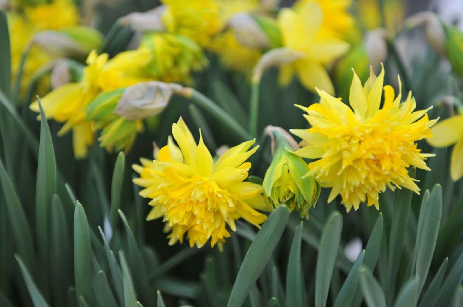 Narcissus ‘Tête Bouclé’