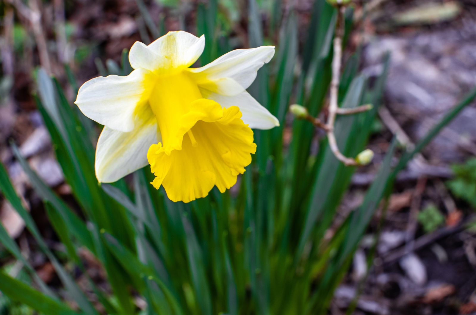 Narcissus ‘Winter Waltz’