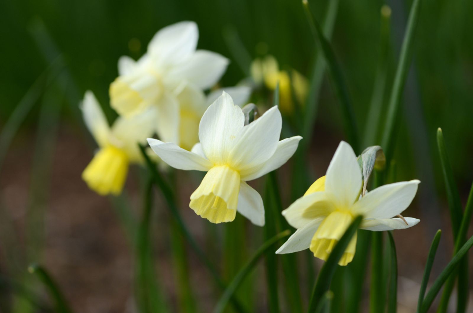 Narcissus ‘Yellow Sailboat’