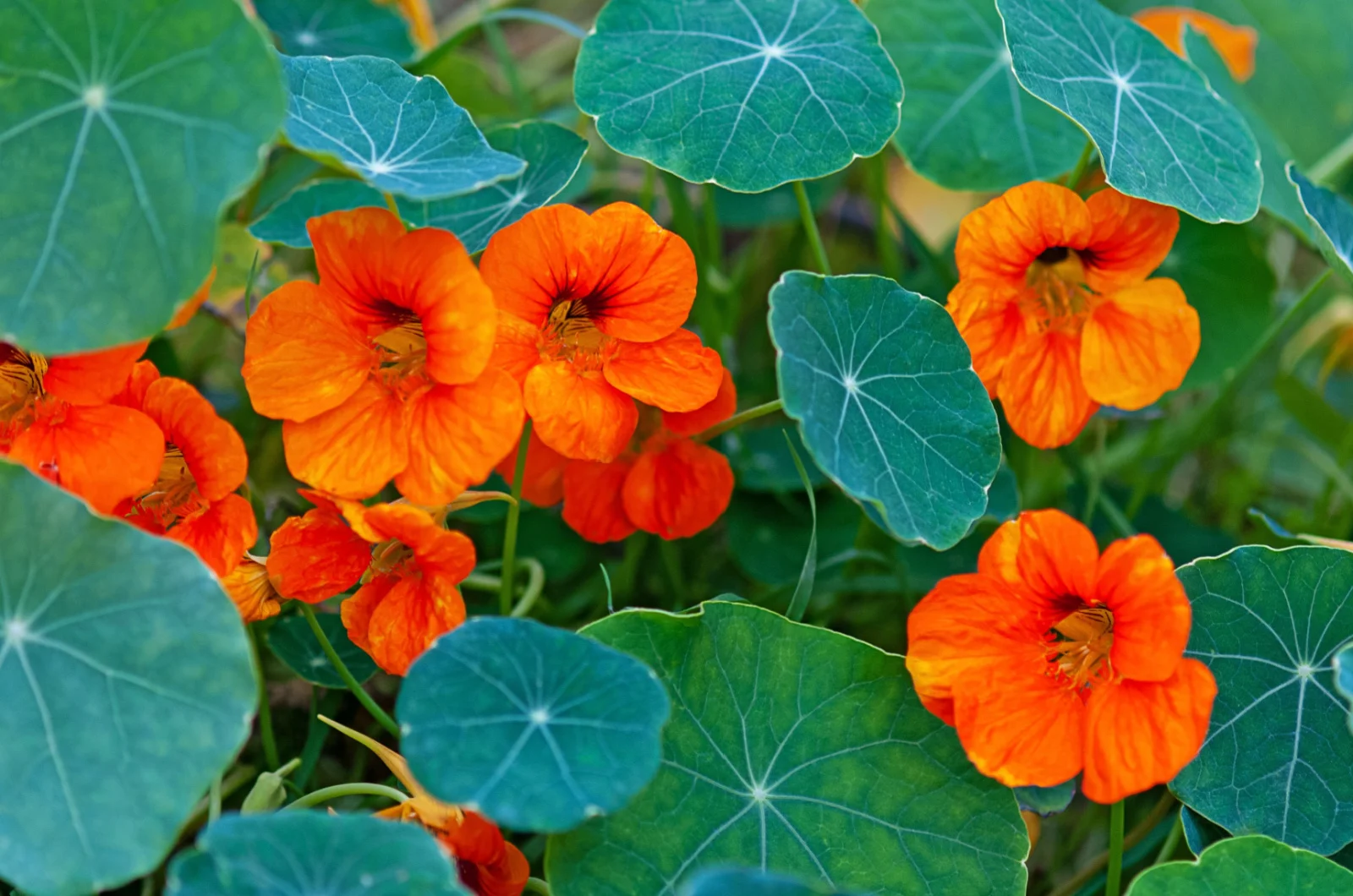 Nasturtium plant with round leaves and bright orange flowers