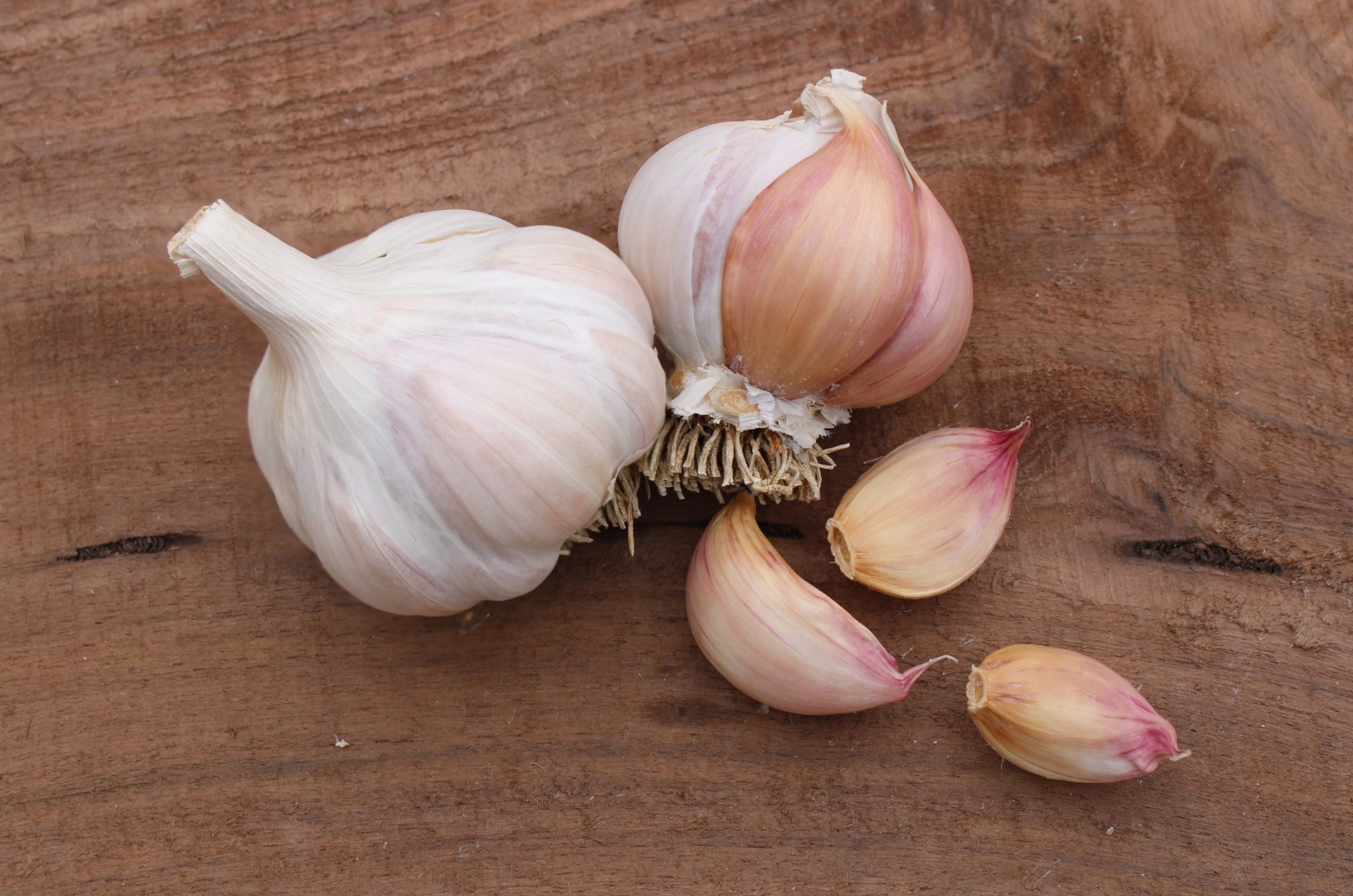 Nootka Rose Garlic