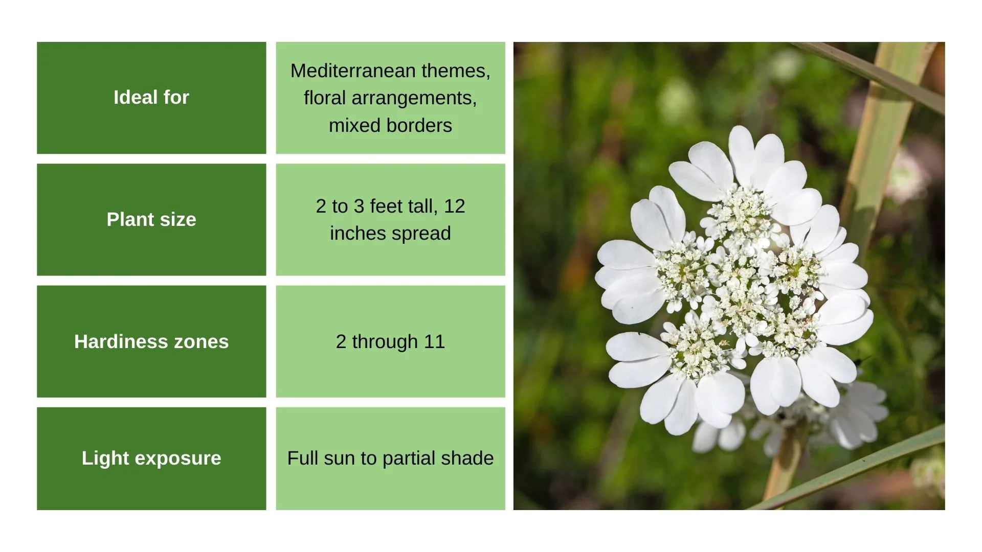Orlaya Grandiflora chart and flower photo